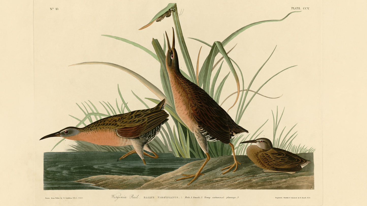 Digital TV Art - Audubon's Birds of America