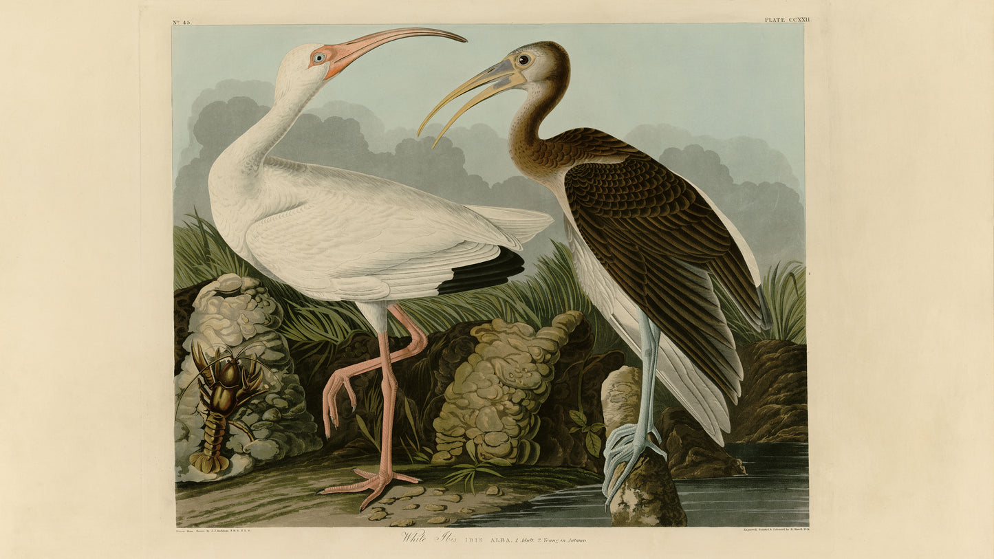 Digital TV Art - Audubon's Birds of America