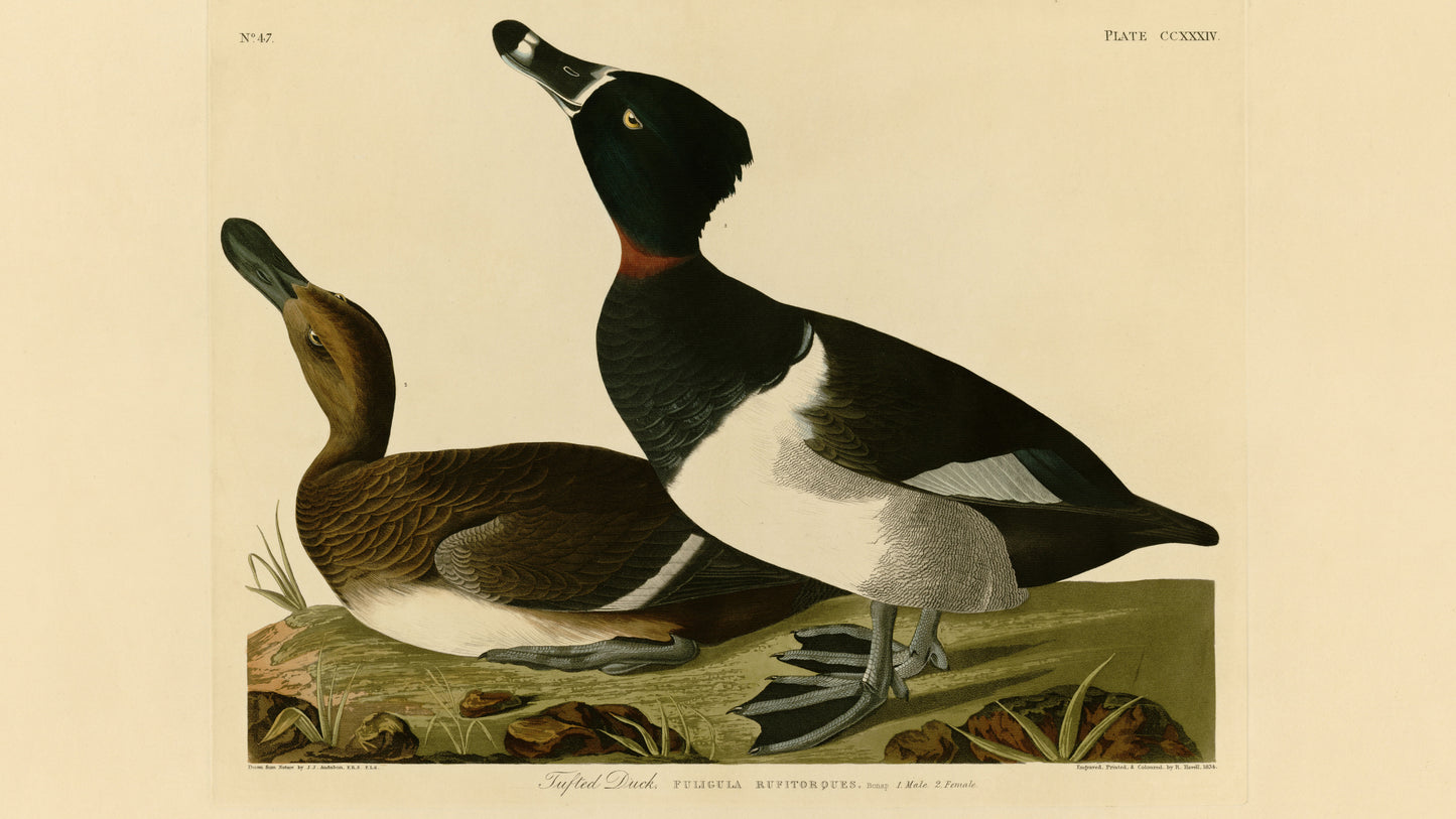 Digital TV Art - Audubon's Birds of America