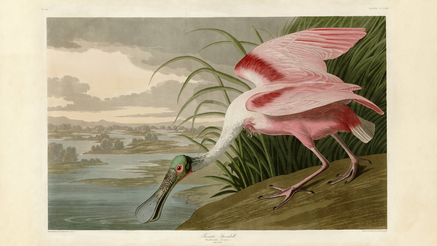 Digital TV Art - Audubon's Birds of America