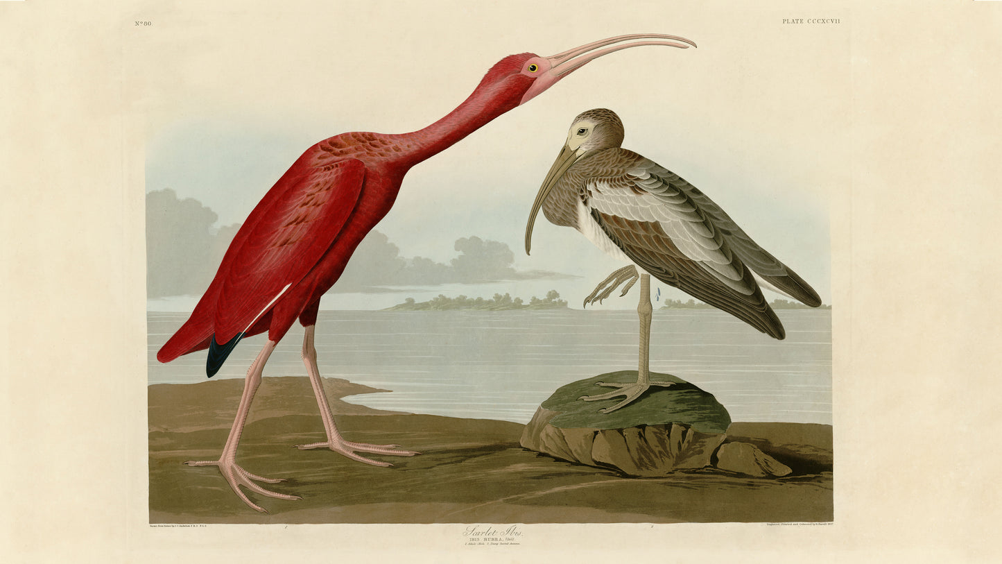 Digital TV Art - Audubon's Birds of America